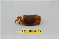 藏品(臺灣厚蟹)的圖片